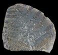 Pecopteris Fern Fossil (Pos/Neg) - Mazon Creek #72368-2